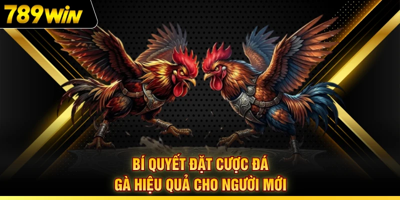 Bí quyết đặt cược đá gà hiệu quả cho người mới