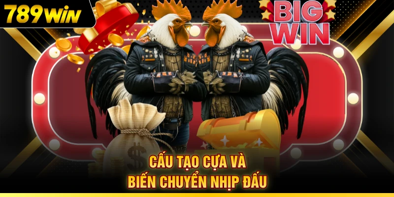 Cấu tạo cựa và biến chuyển nhịp đấu